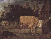 Square cattle